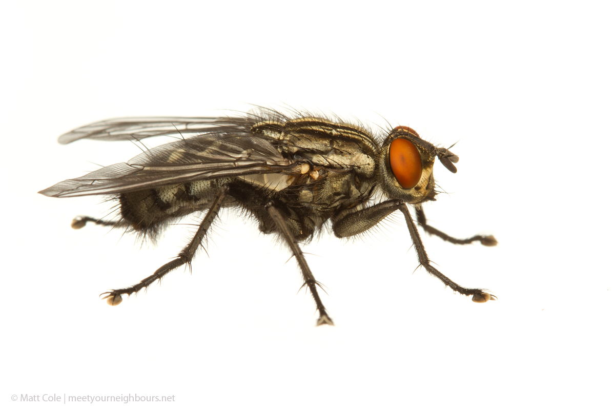 MYN Flesh Fly 1